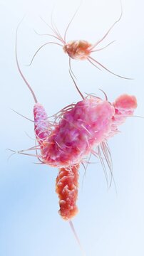 Bacteria with Different Flagella Types, Monotrichous, Amphitrichous, Lophotrichous, Peritrichous, Medical Microbiology animation, Motile Bacterial Cells, Rod-Shaped and Spiral Bacteria, Microscopic An