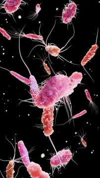 Bacteria with Different Flagella Types, Monotrichous, Amphitrichous, Lophotrichous, Peritrichous, Medical Microbiology animation, Motile Bacterial Cells, Rod-Shaped and Spiral Bacteria, Microscopic An