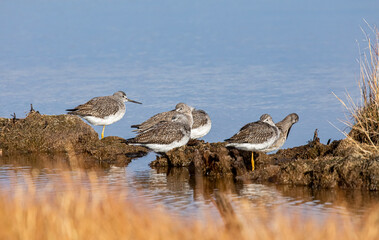 Lesser Yellowlegs