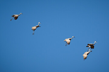 sand hill cranes descending in a line