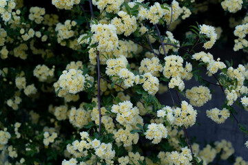 Yellow Lady Banks Roses in Full Bloom④