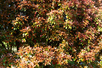 Red New Leaves of Photinia
