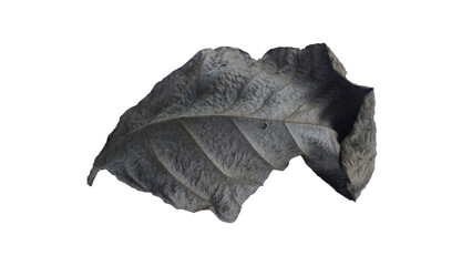 Single Dried Leaf with Texture on White Background
