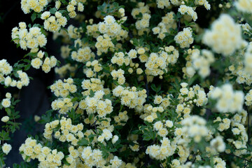 Yellow Lady Banks Roses in Full Bloom③