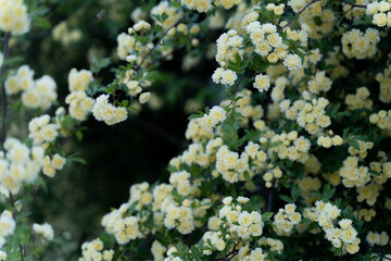 Yellow Lady Banks Roses in Full Bloom②