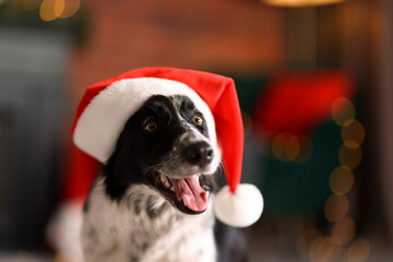 Cute dog with Santa hat at home, space for text. Christmas atmosphere