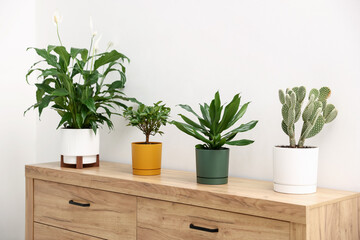 Obraz premium Different green houseplants on wooden dresser near white wall indoors
