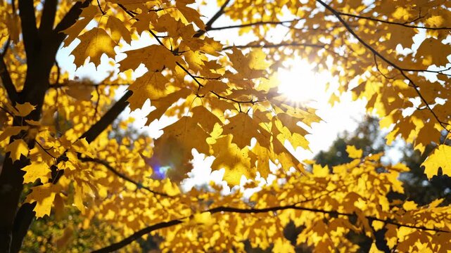 Sunlight Shining Through Golden Maple Leaves on Tree Branches, Slow Motion
