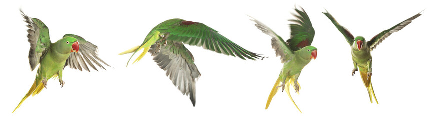 Fototapeta premium Collection of bright parrot flying on white background. Alexandrine parakeet