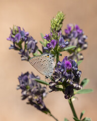 Vertical image of a Behr's Hairstreak butterfly feeding from the purple flowers of a Silver Lupine plant with a background of out of focus light brown color.