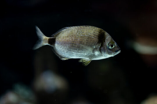 Diplodus sargus in natural marine habitat. Mediterranean diplodus sargus close-up. White seabream fish underwater.