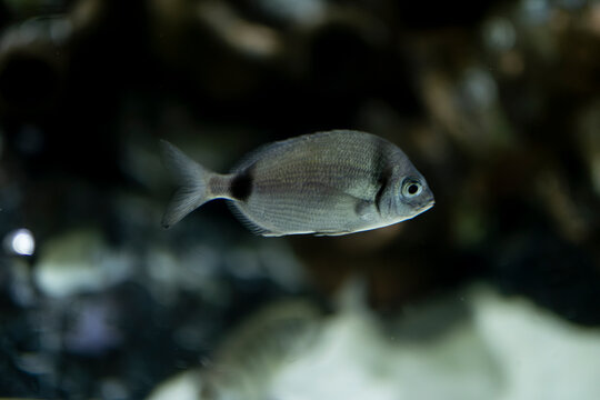 Diplodus sargus in natural marine habitat. Mediterranean diplodus sargus close-up. White seabream fish underwater.