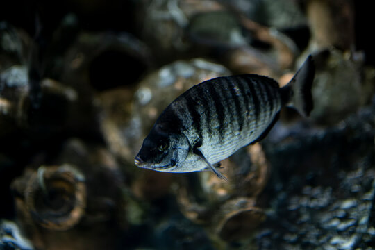 Diplodus sargus in natural marine habitat. Mediterranean diplodus sargus close-up. White seabream fish underwater.