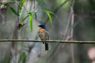  Vibrant Male Tickell's blue flycatcher perch in a lush green tropical forest. The background is well blurred with bokeh and tree branches.