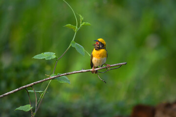 A vibrant, beautiful yellow Baya weaver bird perched on a thin branch with few leaves and the background is lush green, blurred and contrast.