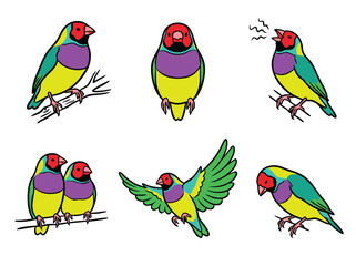 Colorful Gouldian Finches in Various Poses.