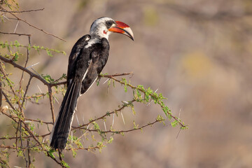 Red-billed hornbill perched on thorny branch in Tanzania © Robert