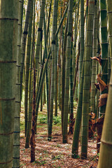 Fototapeta premium Bamboo forest grove with tall green trunks and slender stalks in peaceful nature, vertical culms creating textured patterns and soft sunlight filtering through the leafy canopy to the ground.