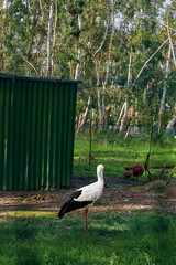 Fototapeta premium Stork bird in a rural nature scene standing on grass near a green shed, trees and a rooster in the background, tranquil countryside wildlife and farm setting.