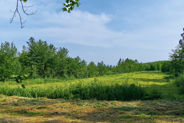 Fototapeta premium Meadow field trees grass sky landscape in a sunny rural scene with rolling green pasture, wildflowers and edge of forest under blue summer sky for nature and outdoor use