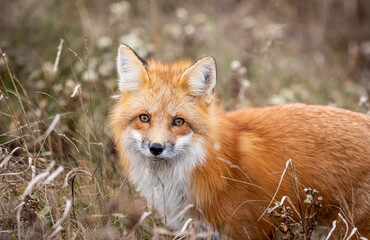 Red fox in autumn 
