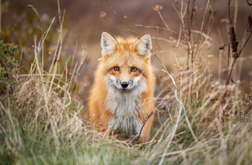 Red fox in autumn 