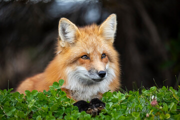 Red fox in autumn 
