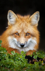 Red fox in autumn 