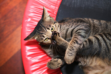 Close up of playful tabby cat © taffpixture