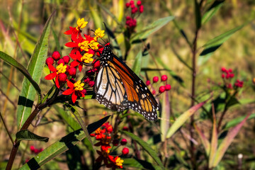 A close-up shot of a Monarch butterfly feeding on nectar from yellow and red flowers.