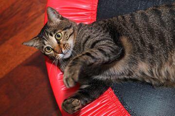 Close up of playful tabby cat © taffpixture