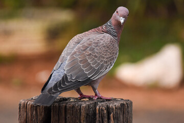 Obraz premium Picazuro pigeon perching in a bird feeder