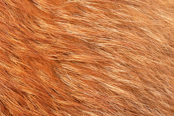 Natural fox fur macro photo as a background.