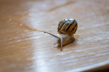 a snail on a wooden surface, with the spotlight focused on its horns, leaving a trail of snail slime on the wood, a small snail crawling across a wet wooden surface, showing its shell and tentacles