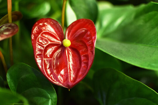 Close-up of a red anthurium flower. Beautiful indoor flowers at a flower shop.