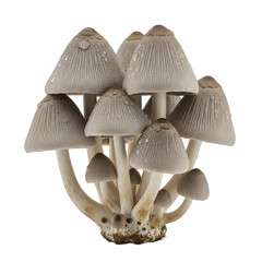 Realistic cluster of cultivated straw mushrooms with conical caps, sharply focused with high detail and soft lighting, ideal for gourmet recipe blogs, culinary websites, healthy eating guides,