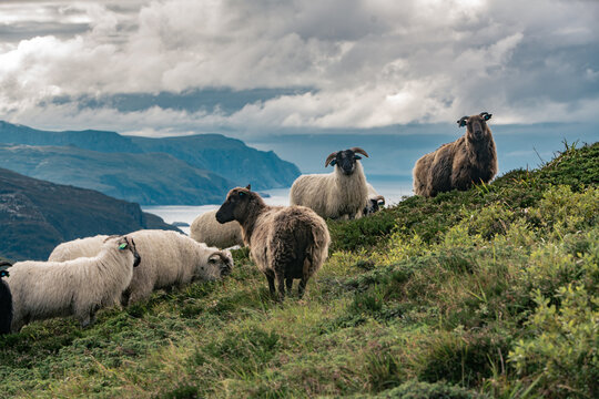 Flock of sheep grazing on green hills landscape by the sea