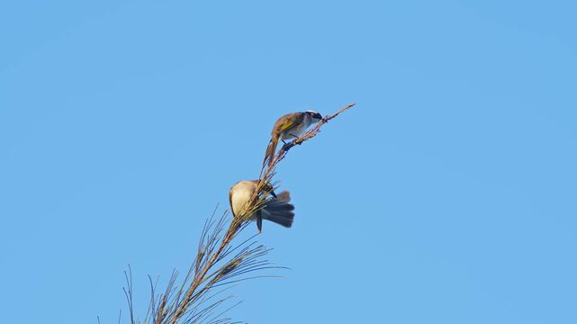 Pair of Light-Vented Bulbuls Perching and Preening.