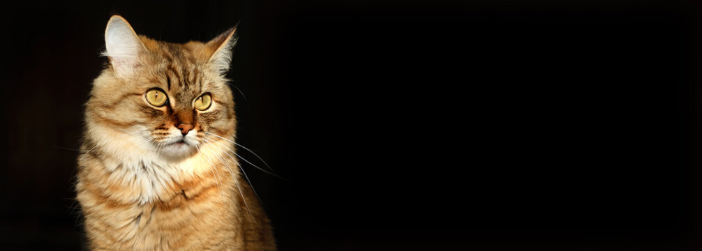 Close-up portrait of cute, furry cat, black background. Portrait of tabby cat, intensive staring in the night. Looking up. copy space. Beige gray colors. High contrast , spot light. Copy space. Banner