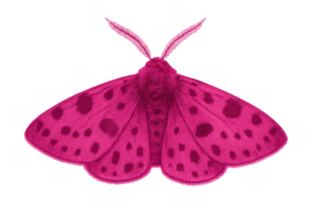 Pink spotted rosy maple moth, fluffy insect with vibrant wings, flat vector style illustration on transparent background