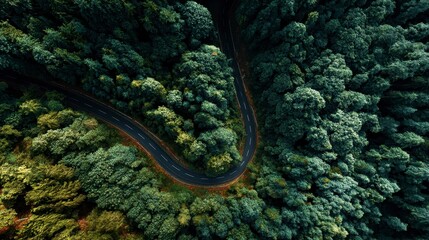 Obraz premium Aerial view of a winding asphalt road cutting through dense, lush green forest canopy. Warm light highlights the path