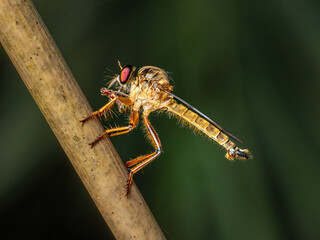 A robber fly (family Asilidae) in a rainforest in Java, Indonesia. This species often have a brown body color, similar to twigs or bark, which helps them camouflage in their surroundings.

