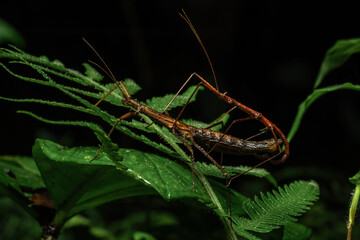 Close-up of mating stick insects (order Phasmatodea) perched on green leaves in a rainforest in Java, Indonesia.