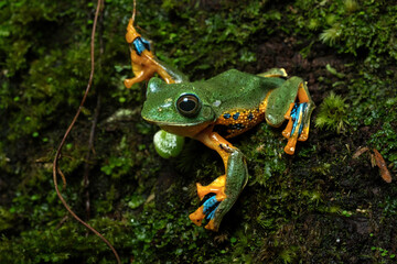 Rhacophorus reinwardtii or Green flying frog in a rainforest in Central Java, Indonesia. 