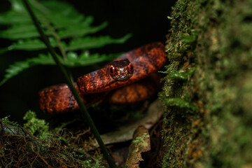 The keeled slug-eating snake (Pareas carinatus) in a rainforest in Central Java, Indonesia.