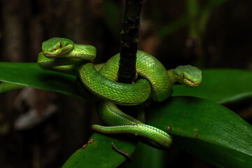 A pair of Trimeresurus albolabris, the white-lipped pit viper or white-lipped tree viper in a rainforest in Java, Indonesia. The species is a venomous pit viper species endemic to Southeast Asia.