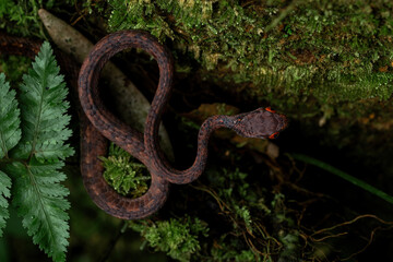 The keeled slug-eating snake (Pareas carinatus) in a rainforest in Central Java, Indonesia.