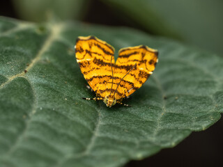 Choreutis amethystodes (moth) on a leaf in a rainforest in Java, Indonesia. © Lauren