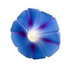 Vibrant blue morning glory flower, realistic vine, sharp focus, high detail, bright lighting, isolated on transparent background. Use for spring designs, wedding stationery, nature themes,