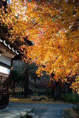 Fototapeta premium 鎌倉251209 浄智寺5 もみじ＆黄葉
